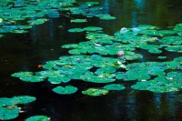 /album/fotogaleria-inicio/guiverny-loto-jpg/
